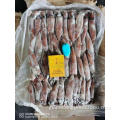 Frozen Squid Uroteuthis Frozen Squid Frozen Uroteuthis Chinensis Whole Round Factory